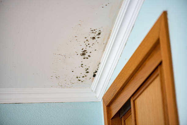 Mold Removal and Inspection in Brookside, NJ