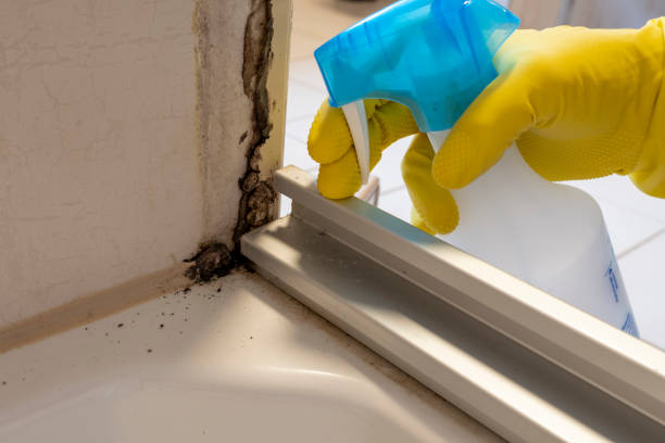 Best Best Mold Removal Companies  in Brookside, NJ
