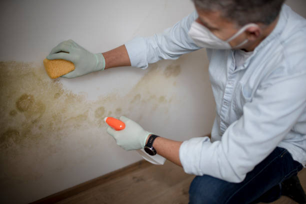 Home Mold Removal in Brookside, NJ