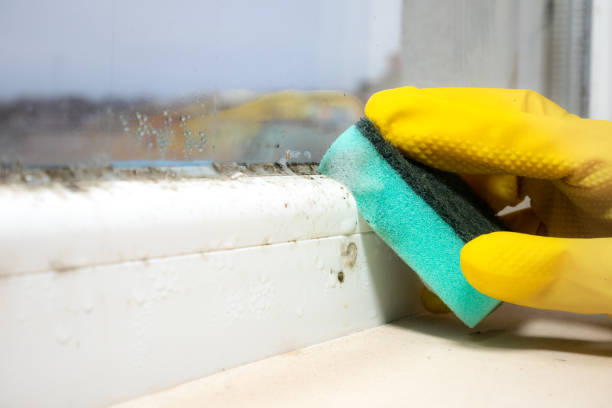 Mold Testing and Removal in Brookside, NJ