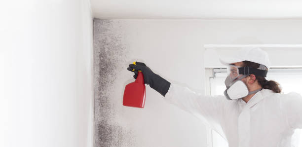 Best Certified Mold Removal  in Brookside, NJ