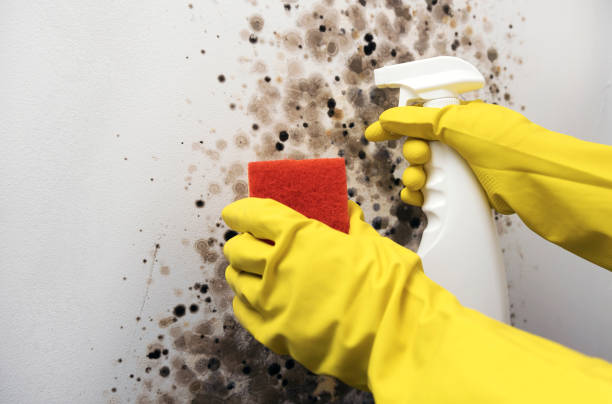 Best Professional Mold Removal  in Brookside, NJ